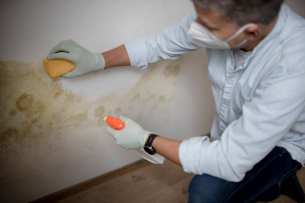 Best Attic Mold Remediation in Luxemburg, WI