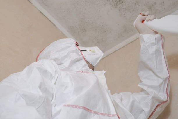 Best White Mold Remediation in Luxemburg, WI