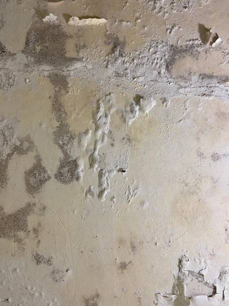 Best Post-Flood Mold Remediation in Luxemburg, WI