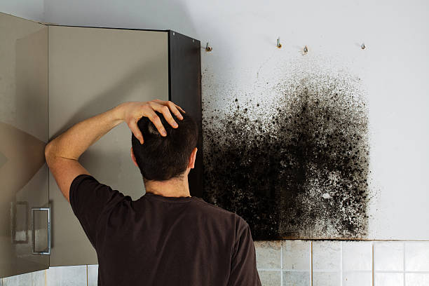 Professional Mold Remediation in Luxemburg, WI
