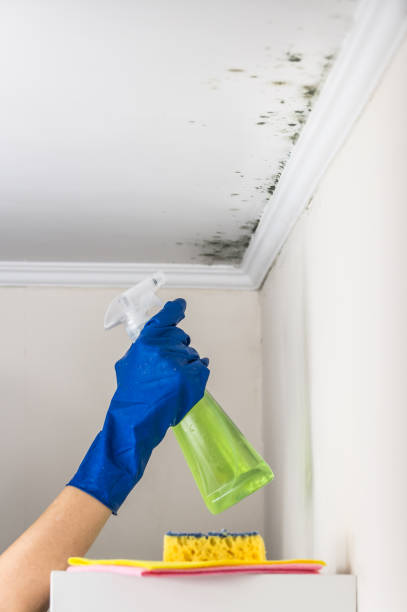 Best Preventive Mold Services in Luxemburg, WI